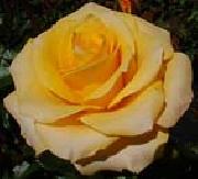 Realistic Yellow Rose